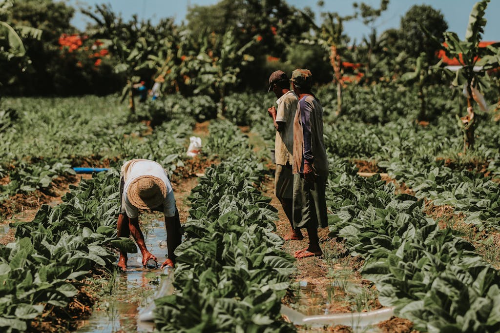Farmers working in a tobacco field in East Java, highlighting traditional agriculture.