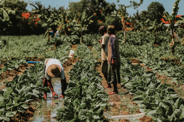 Farmers working in a tobacco field in East Java, highlighting traditional agriculture.