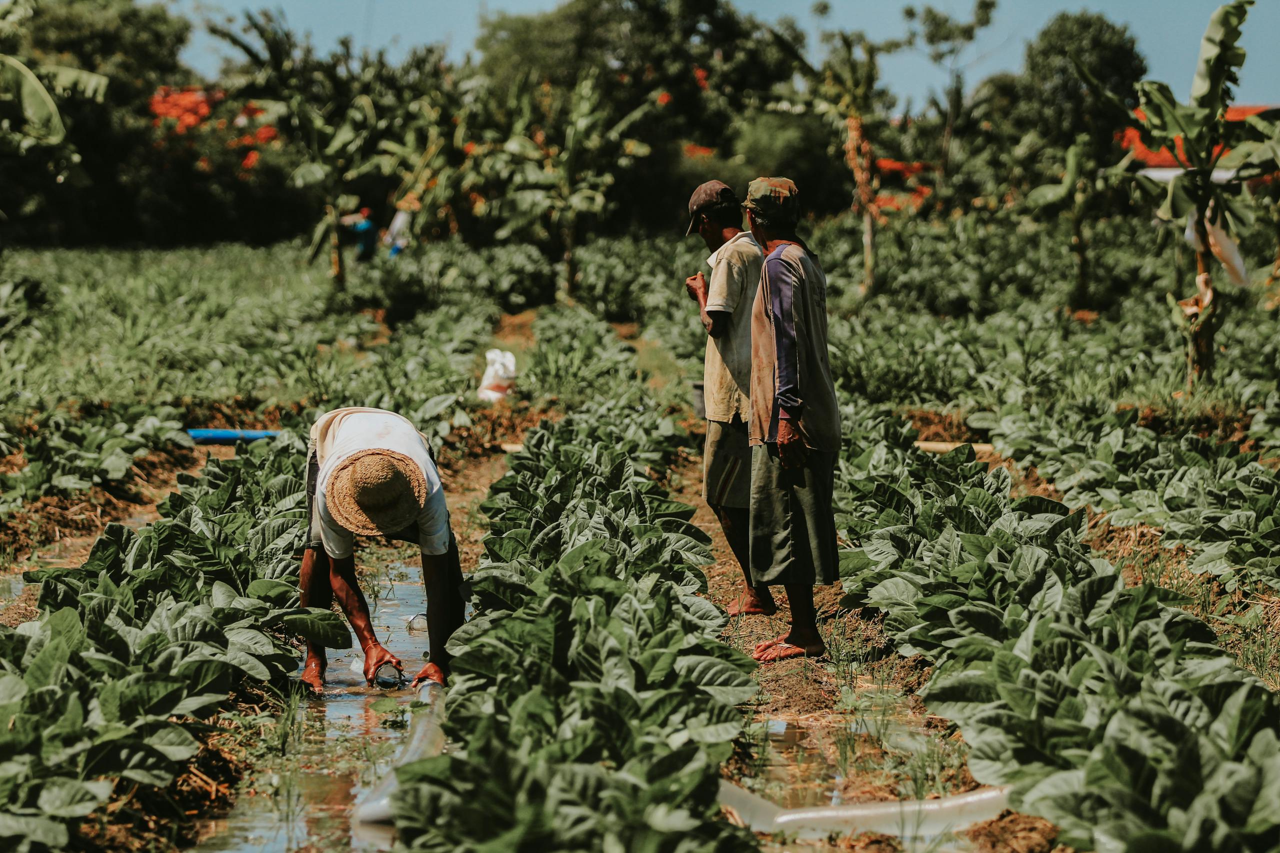 Farmers working in a tobacco field in East Java, highlighting traditional agriculture.